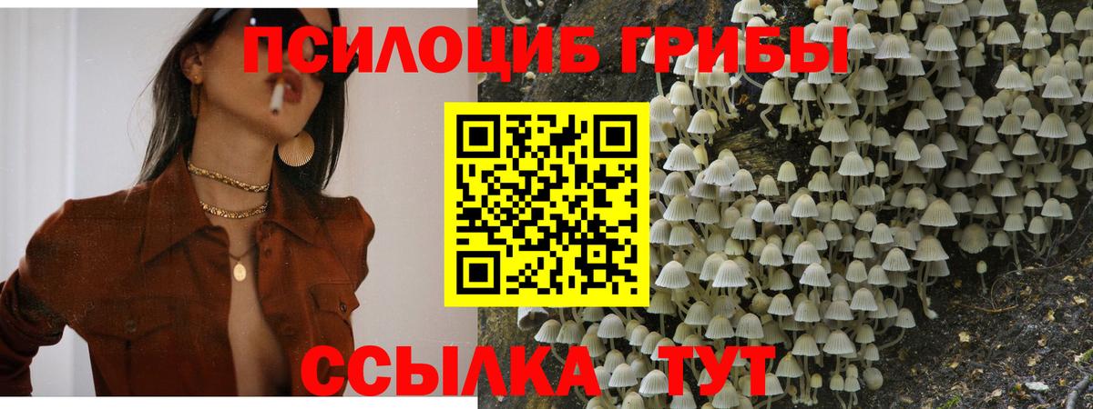 Галлюциногенные грибы Cubensis Бийск